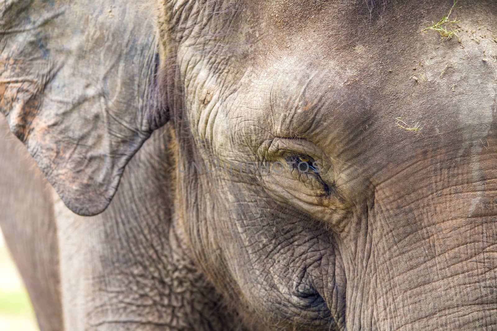 Close up view of elephant face