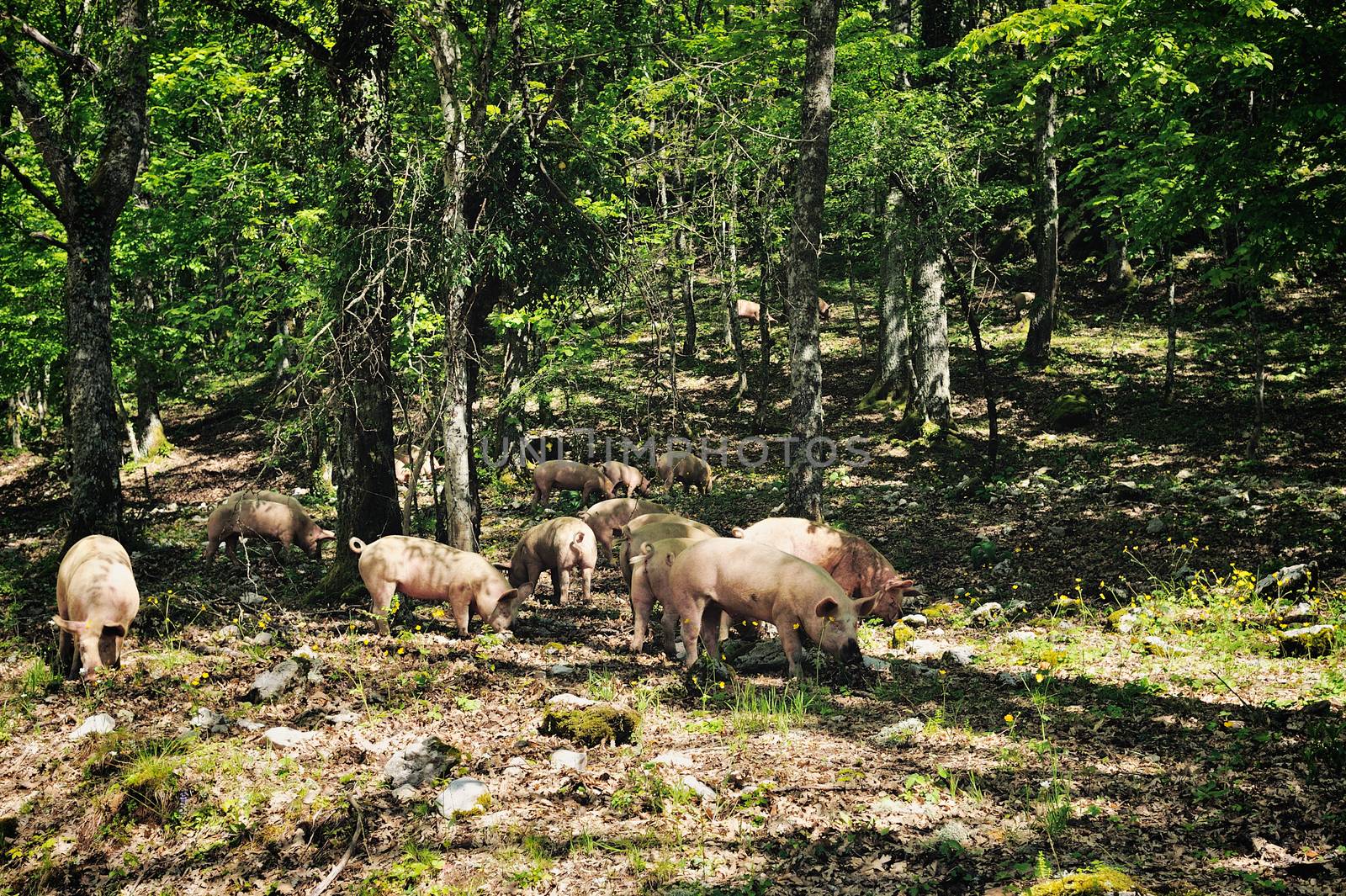 Herd pigs eating acorns of oaks in the forest
