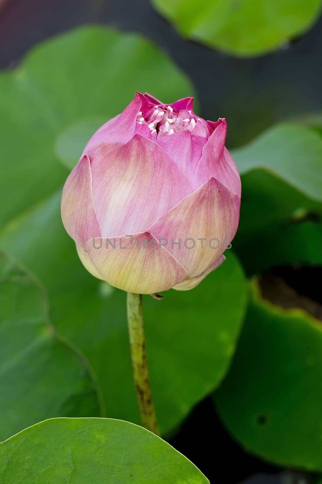 Blossom pink lotus flower