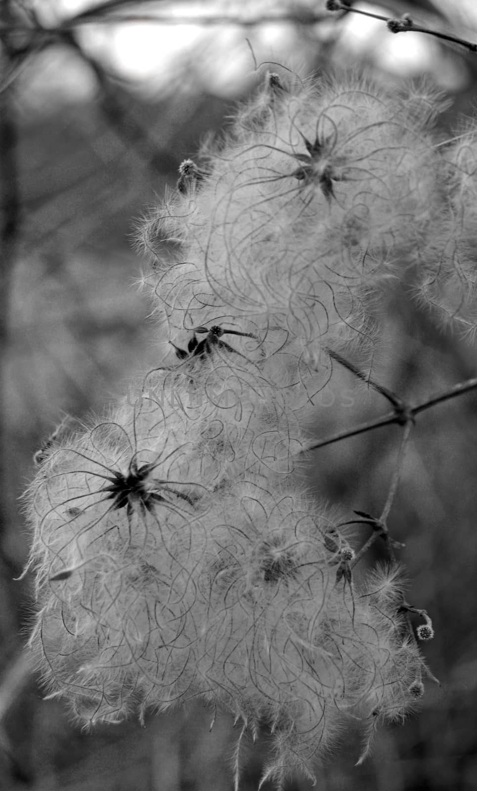fluffy seed heads in a hedgerow