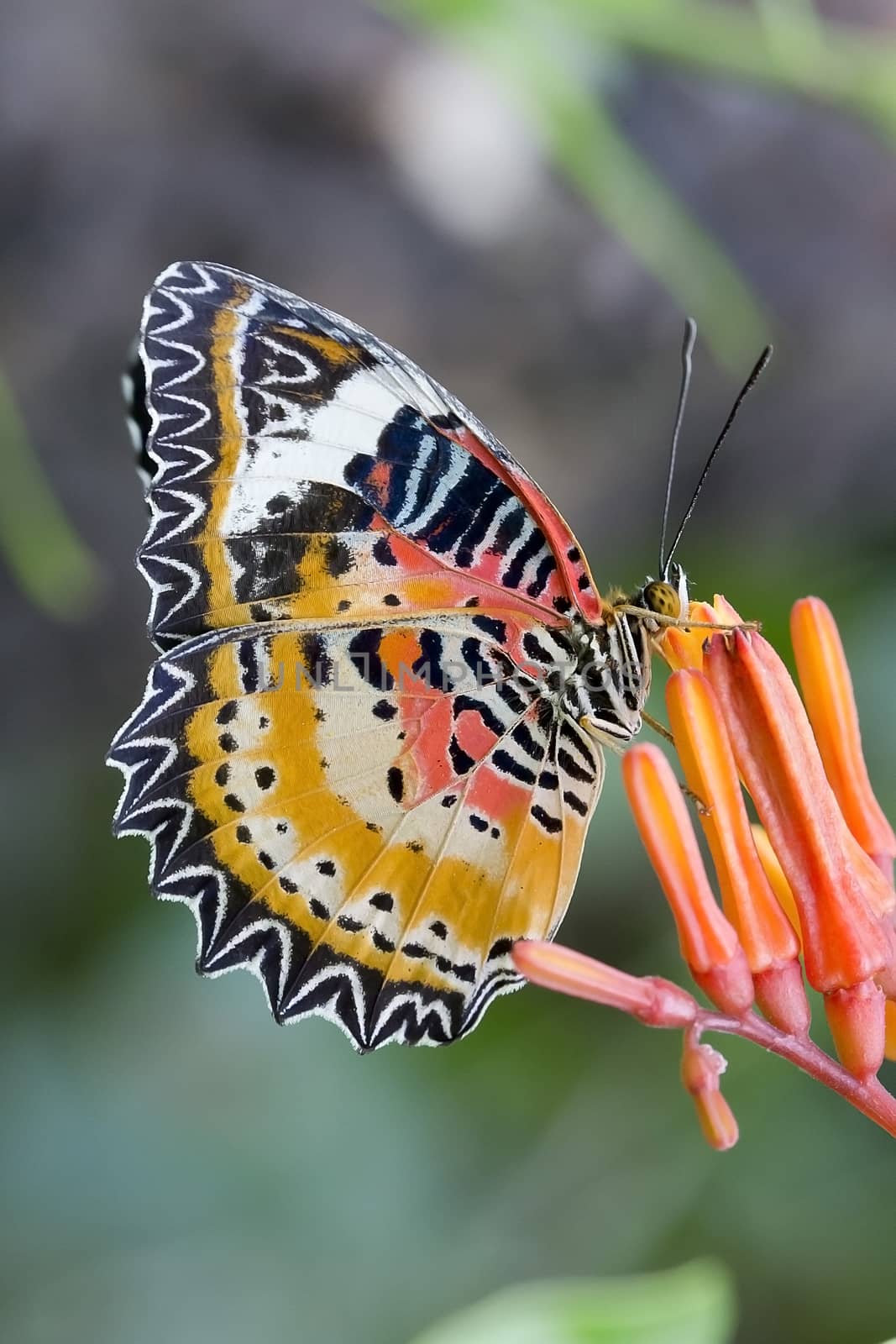 Butterfly feeding on a flowers, swarm flowers