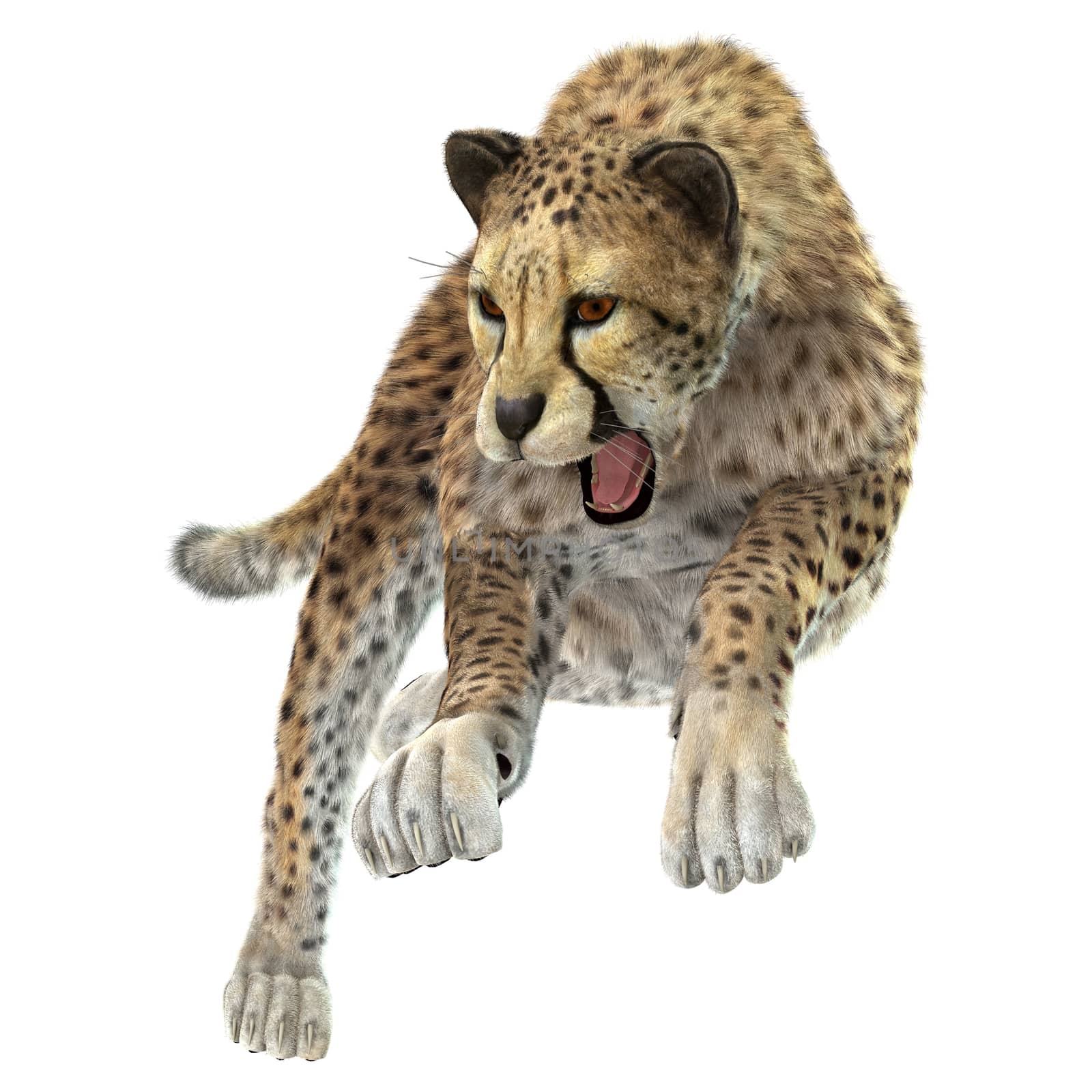 3D digital render of a hunting cheetah isolated on white background