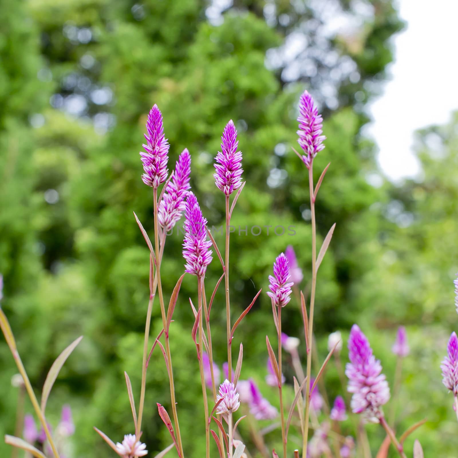 summer flower garden