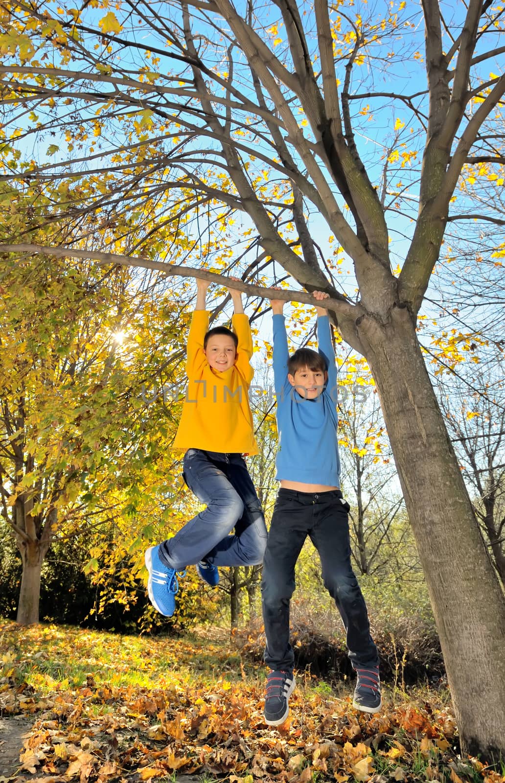 two boys climbing on the branches of the tree