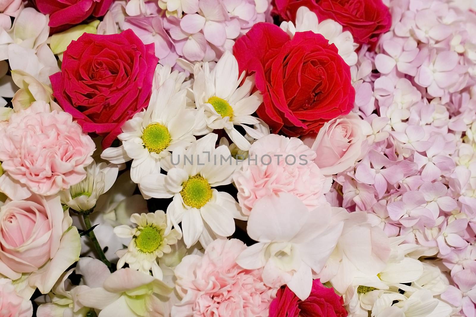 Colorful fower background - natural texture of love - Red and Pink Roses