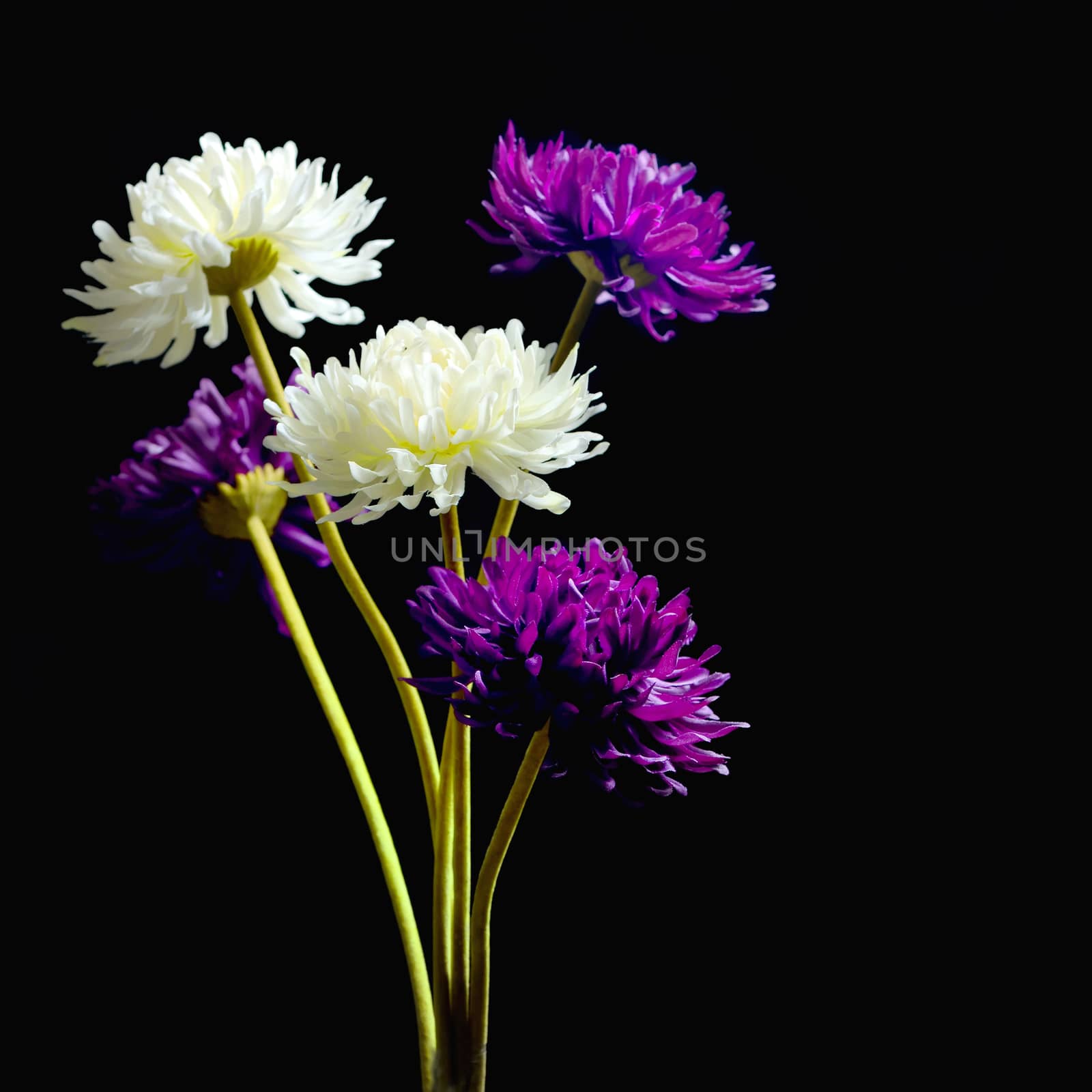 Dahlia flower on black background