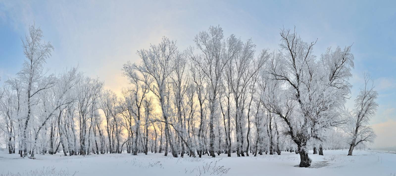 Frozen trees on winter landscape and blue sky