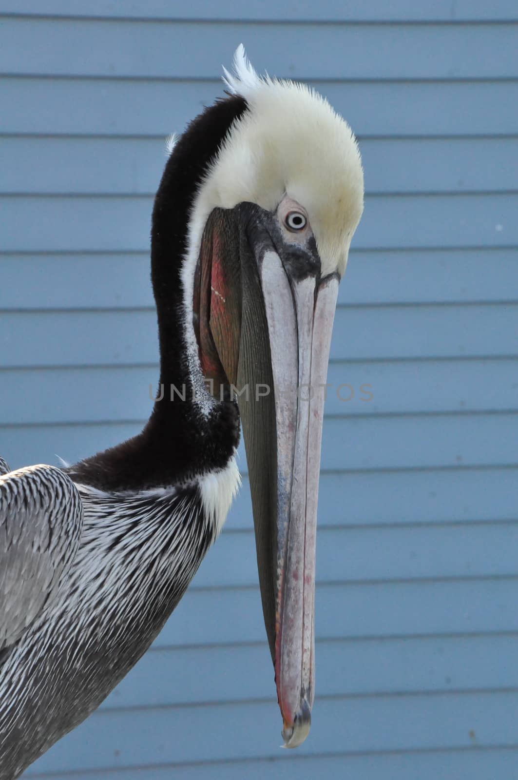 Pelican in Oceanside, California