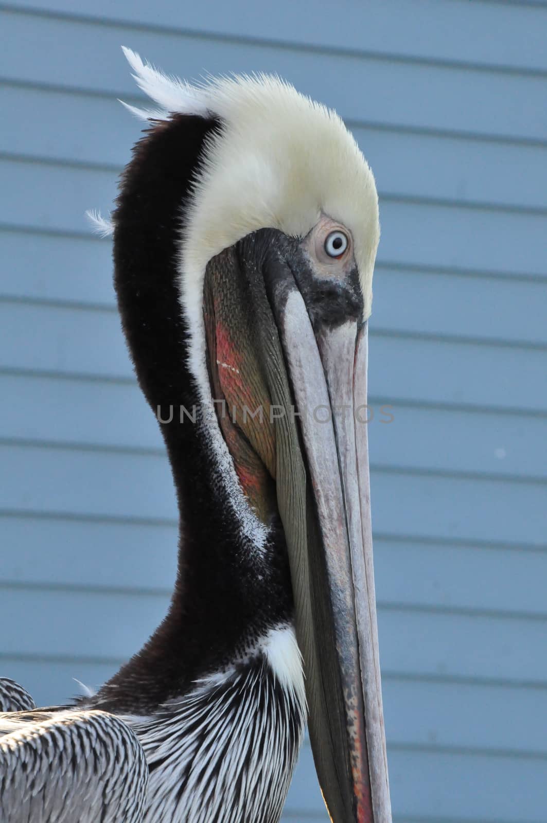 Pelican in Oceanside, California by sainaniritu