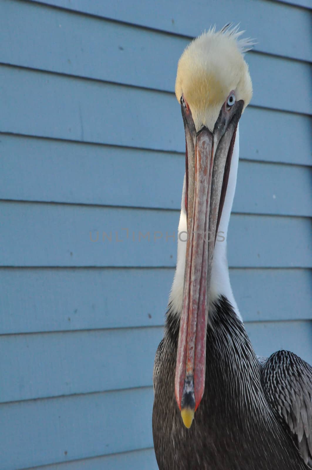 Pelican in Oceanside, California by sainaniritu