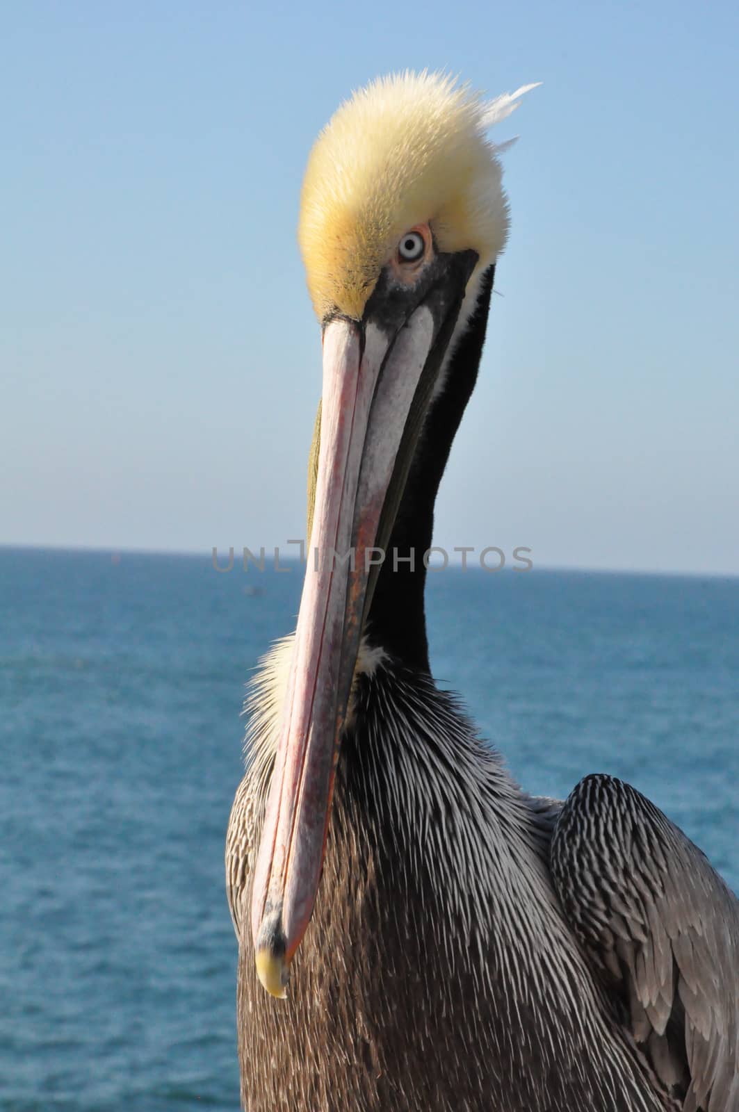 Pelican in Oceanside, California