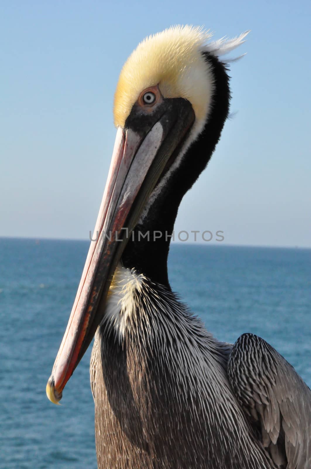 Pelican in Oceanside, California by sainaniritu