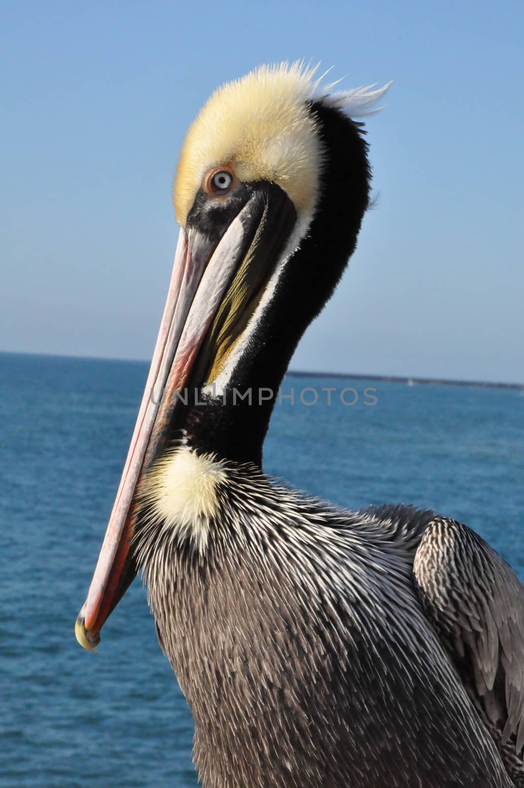 Pelican in Oceanside, California by sainaniritu