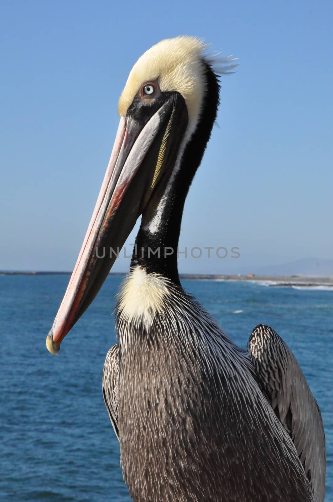 Pelican in Oceanside, California