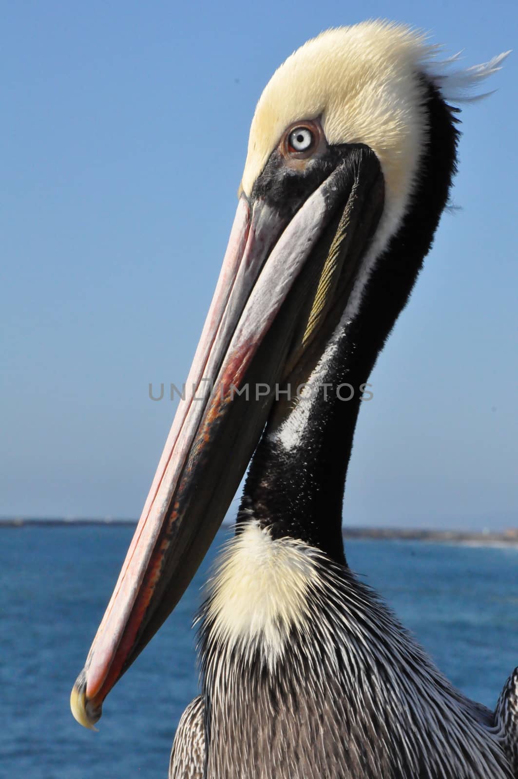 Pelican in Oceanside, California by sainaniritu