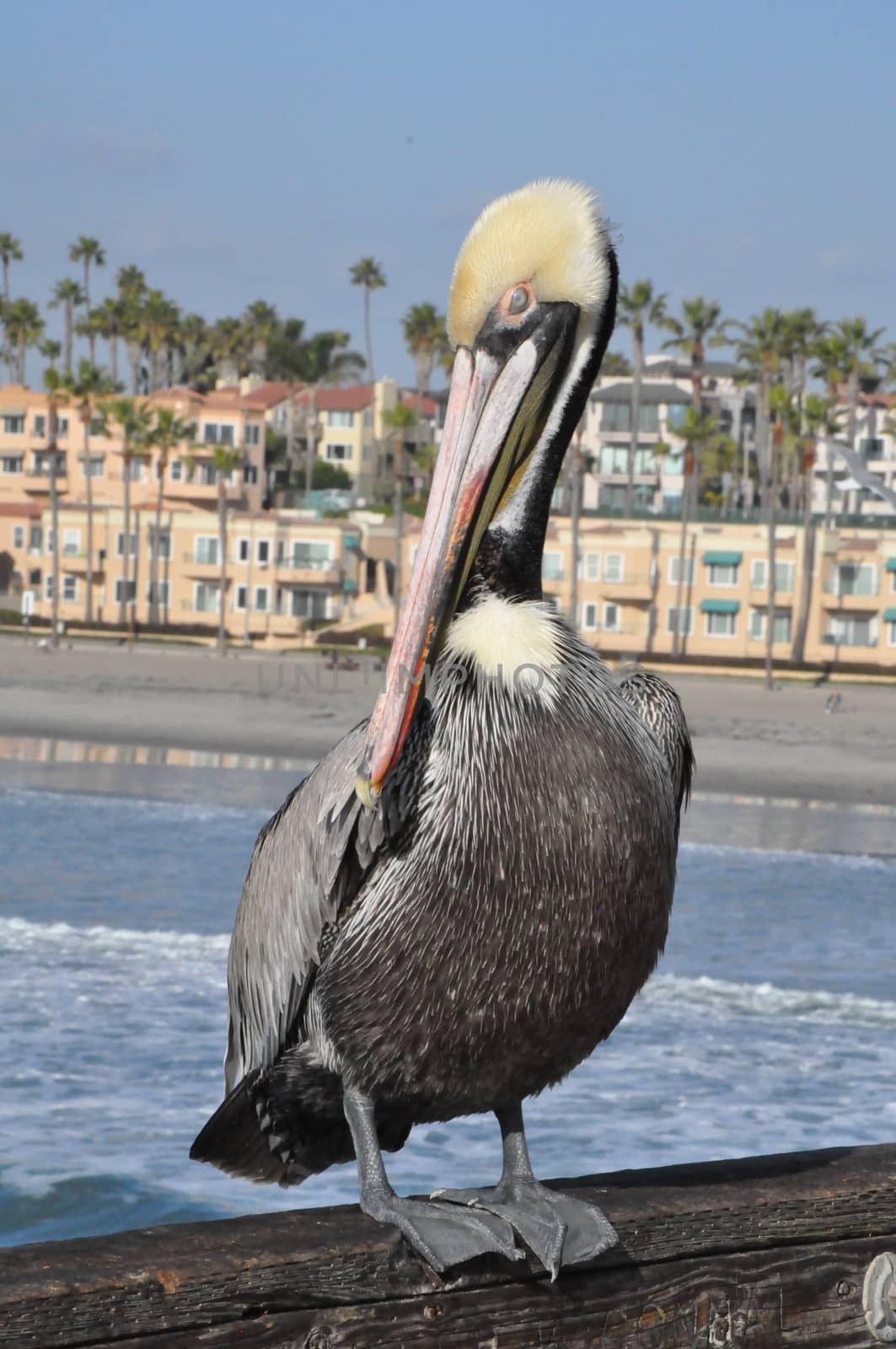 Pelican in Oceanside, California by sainaniritu