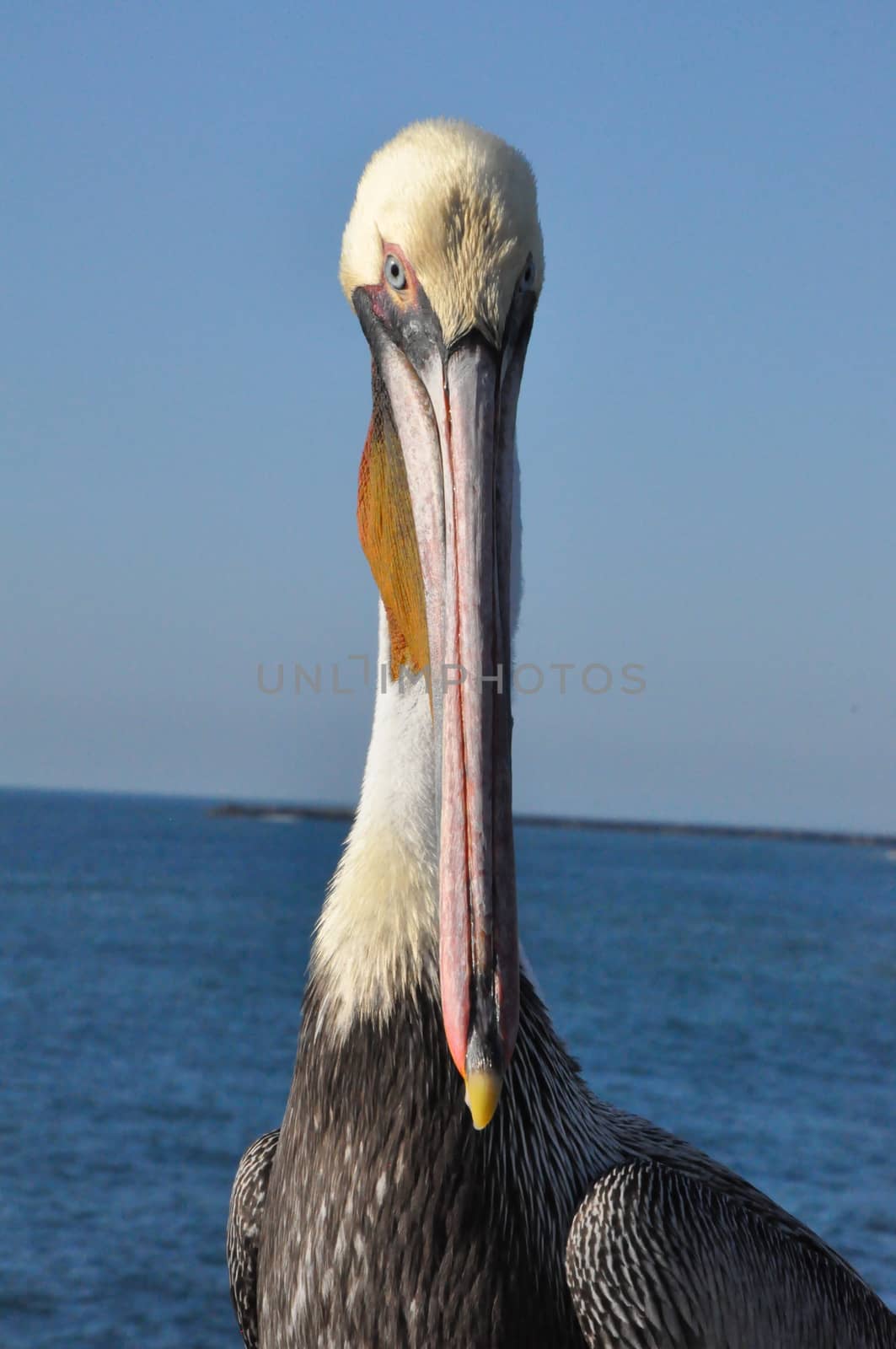 Pelican in Oceanside, California by sainaniritu