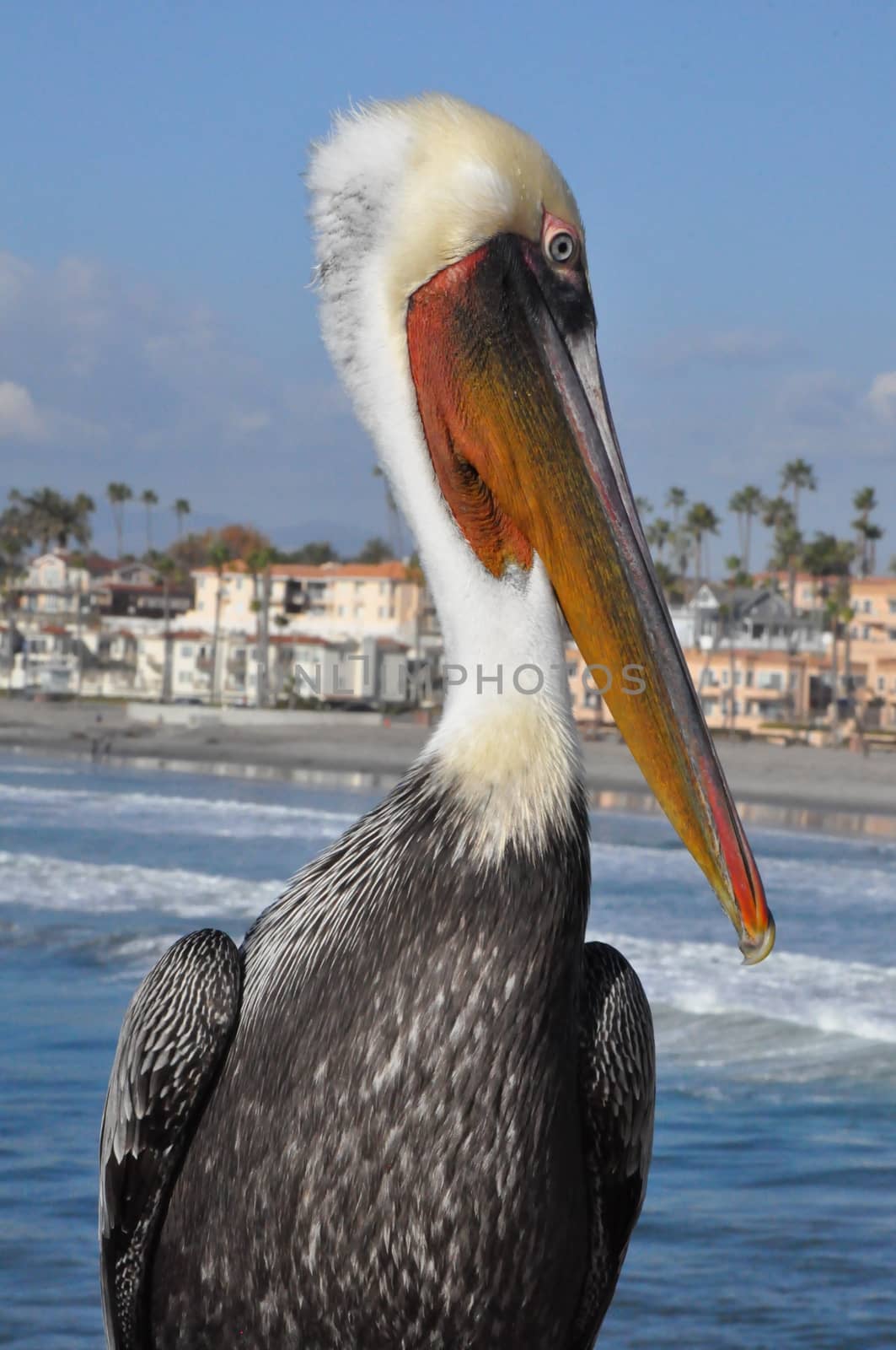 Pelican in Oceanside, California by sainaniritu