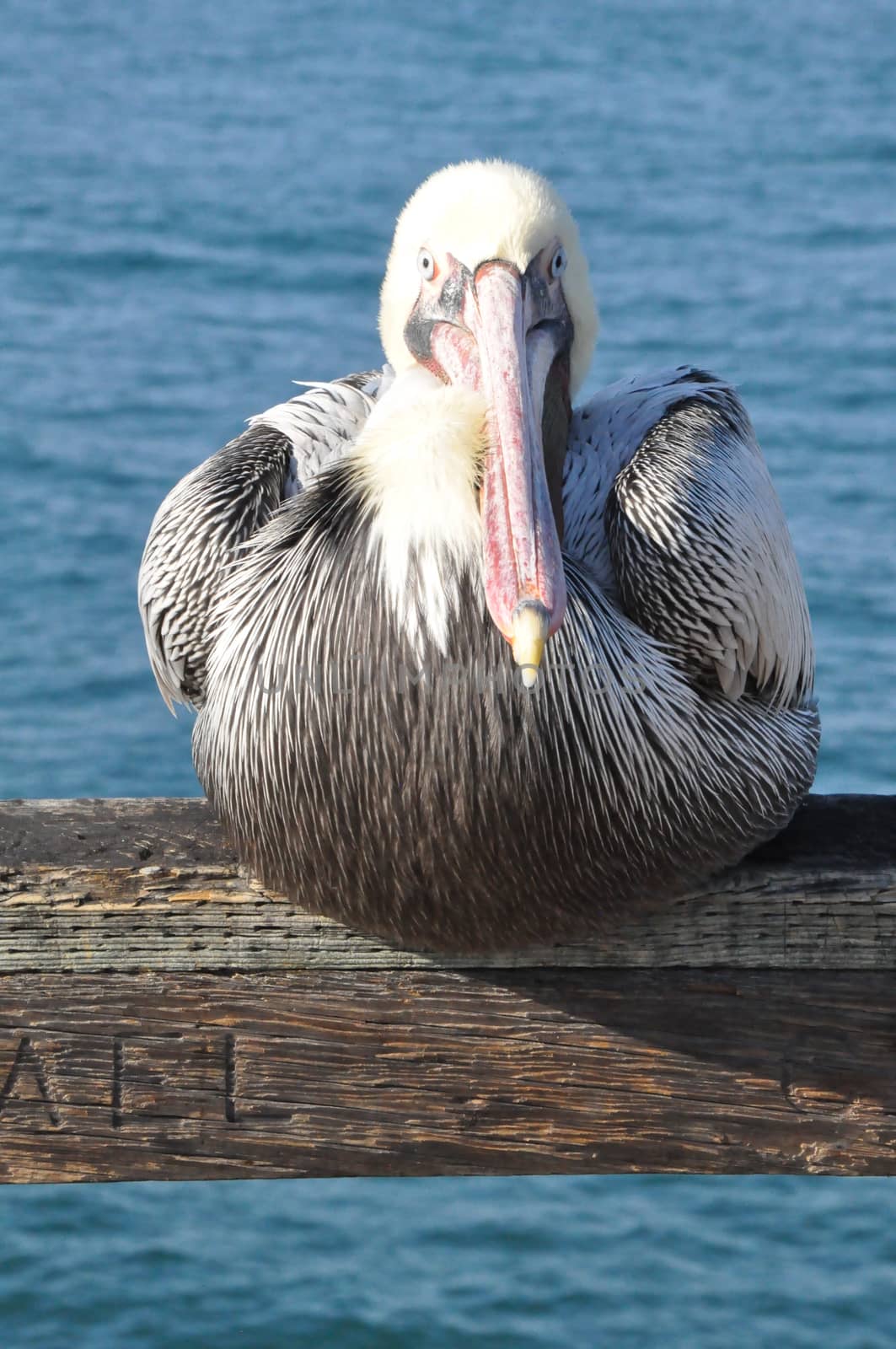 Pelican in Oceanside, California by sainaniritu