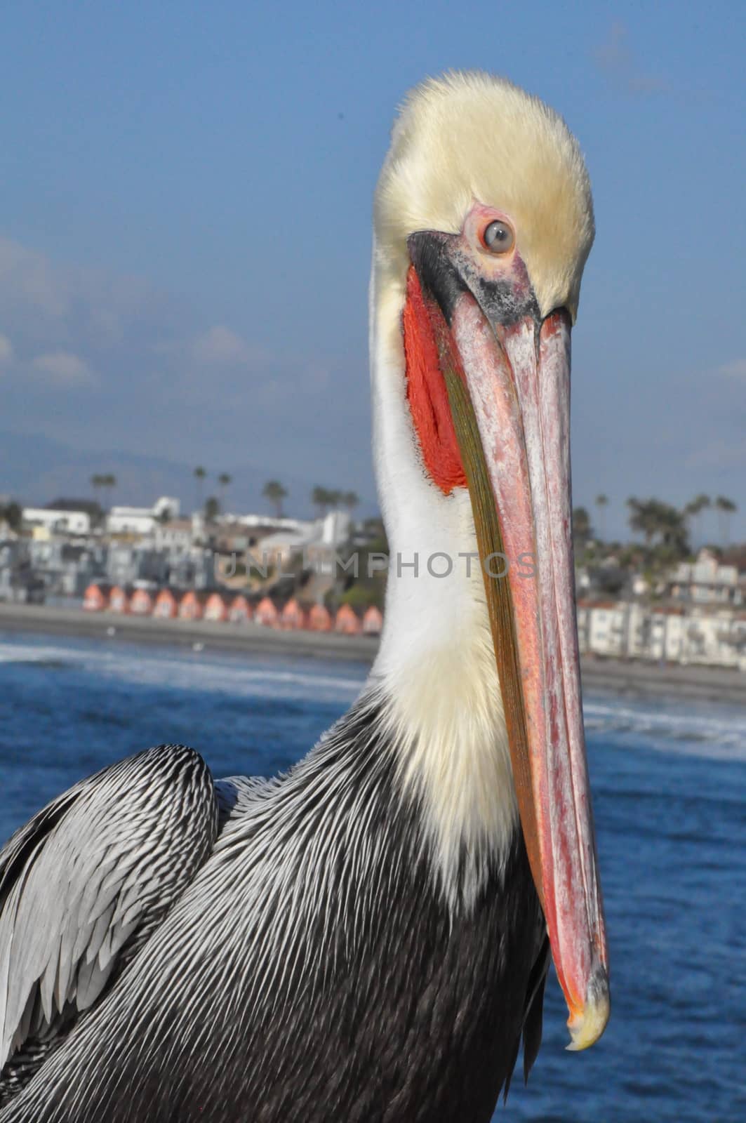 Pelican in Oceanside, California by sainaniritu