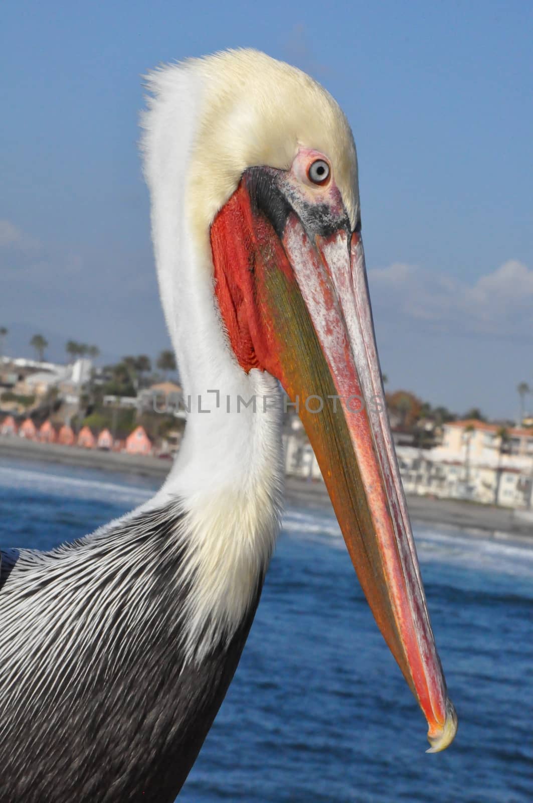 Pelican in Oceanside, California