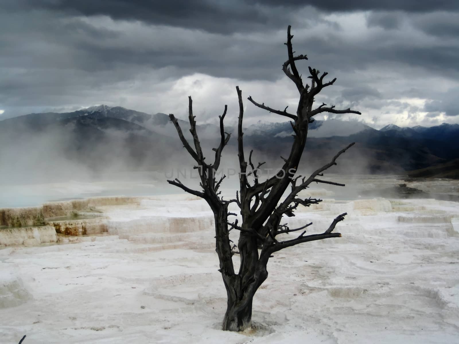 Lonely dead tree in Mammoth Hot Springs (Yellowstone, Wyoming, USA). The dark clouds mixed with the water vapour contributed to intensify this apocalytic landscape.