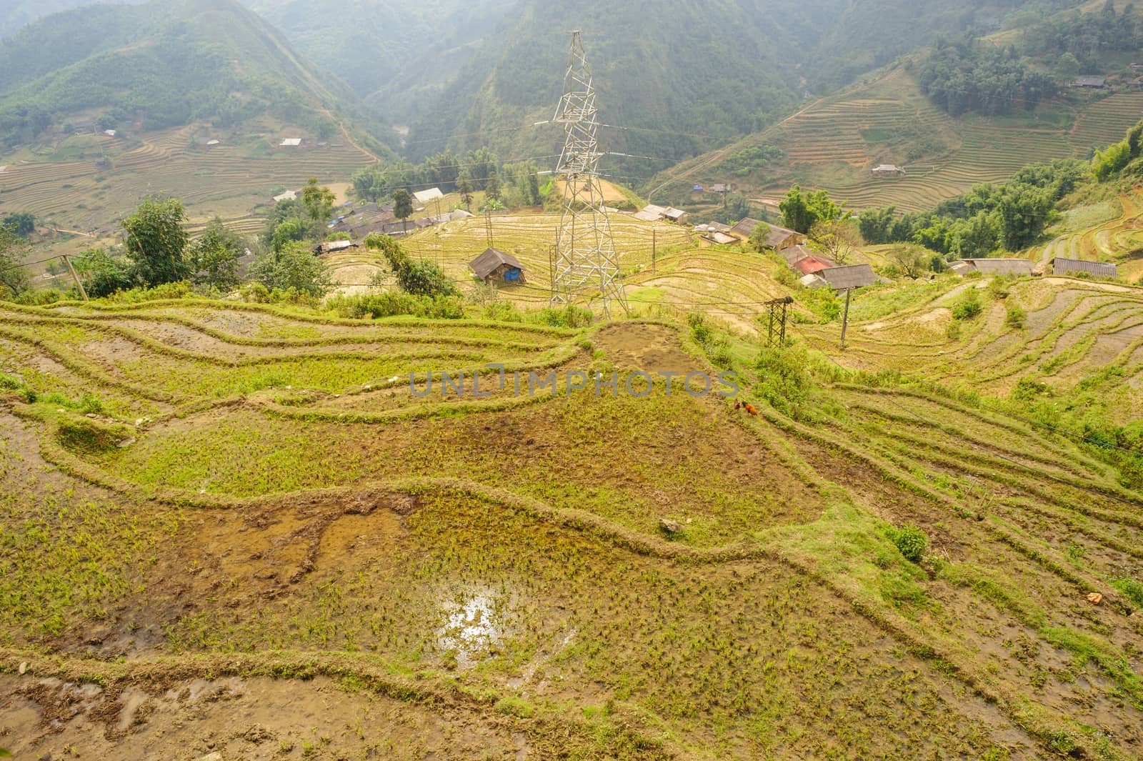 Rice fields on terraced of  Cat Cat Village,Vietnam. by ngungfoto