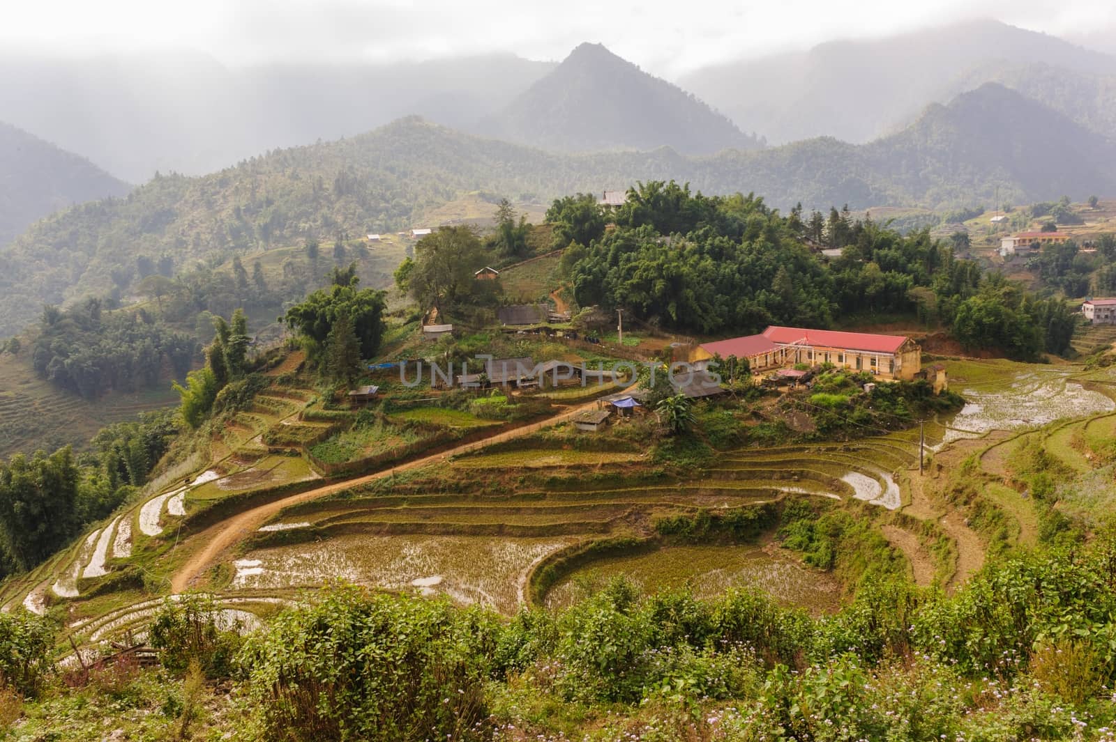 Rice fields on terraced of  Cat Cat Village,Vietnam. by ngungfoto