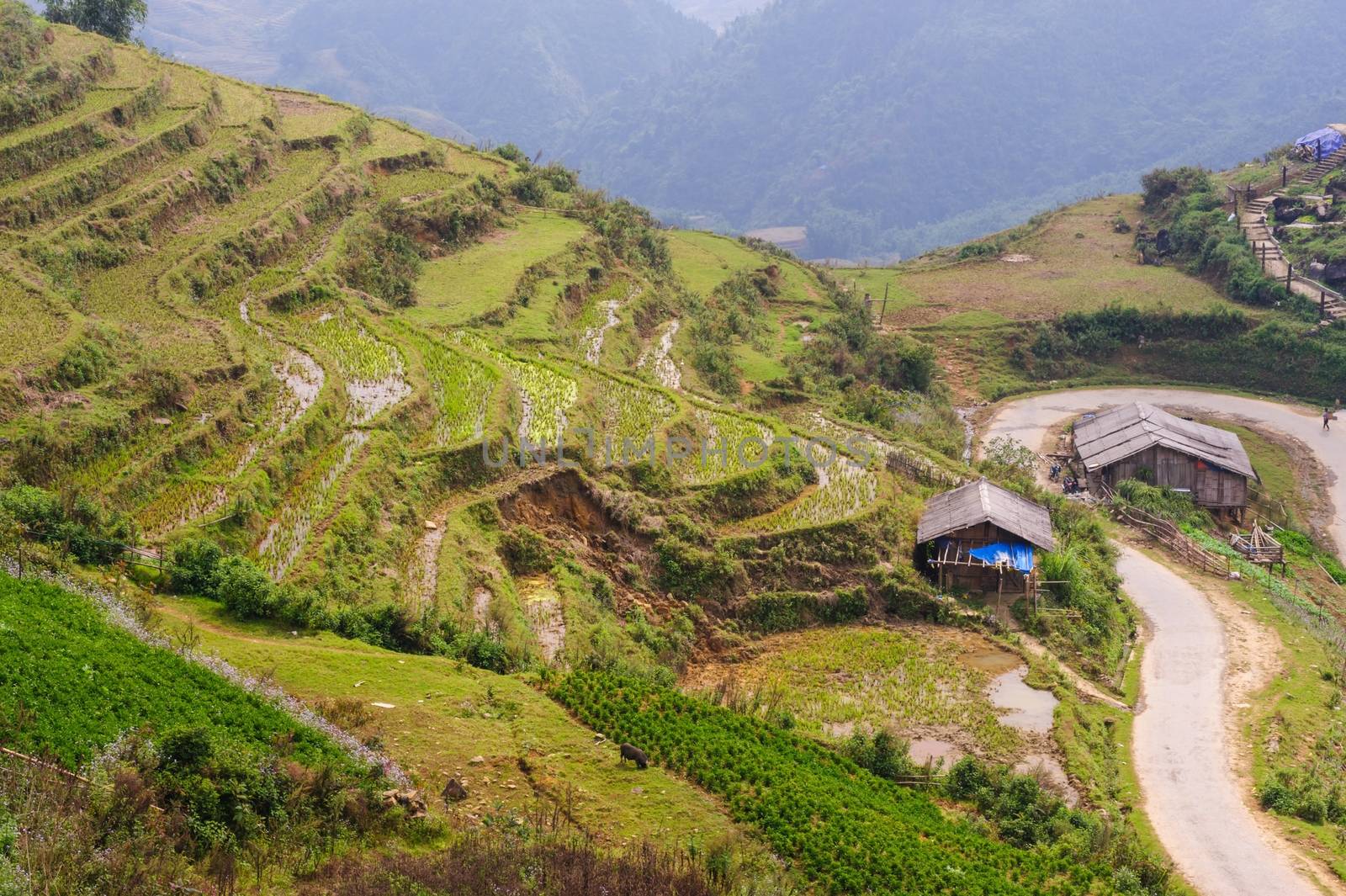 Rice fields on terraced of  Cat Cat Village, Sapa Vietnam.