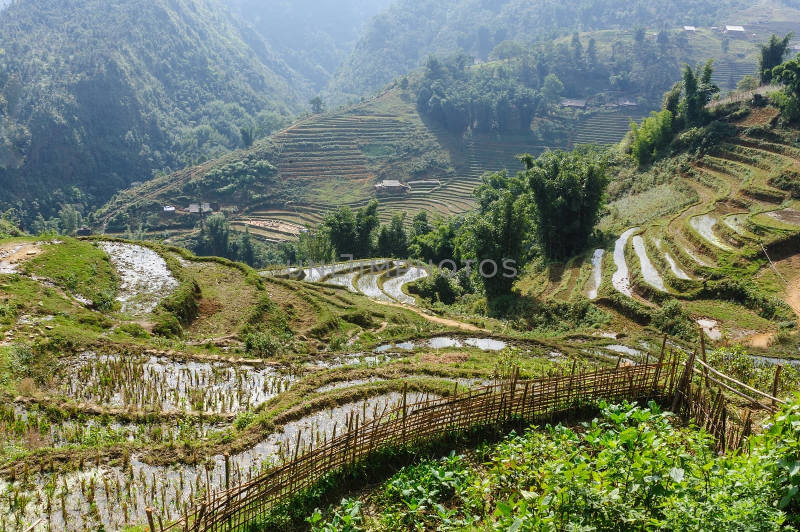 Rice fields on terraced of  Cat Cat Village,Vietnam. by ngungfoto