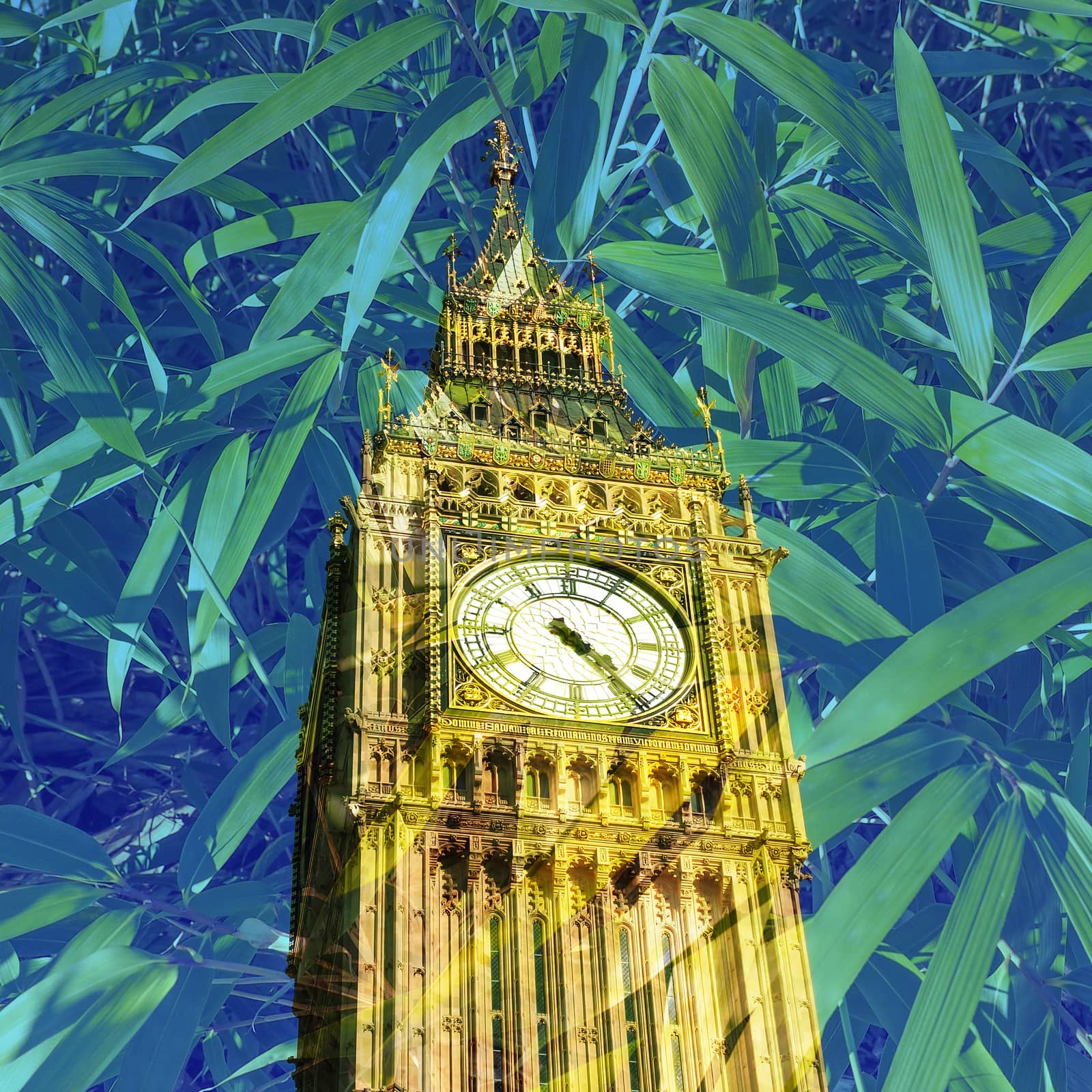 Big Ben Houses of Parliament Westminster Palace London gothic architecture - Double exposure with bamboo leaves