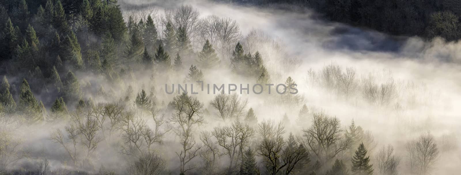 Fog Rolling Over Forest in Oregon by jpldesigns