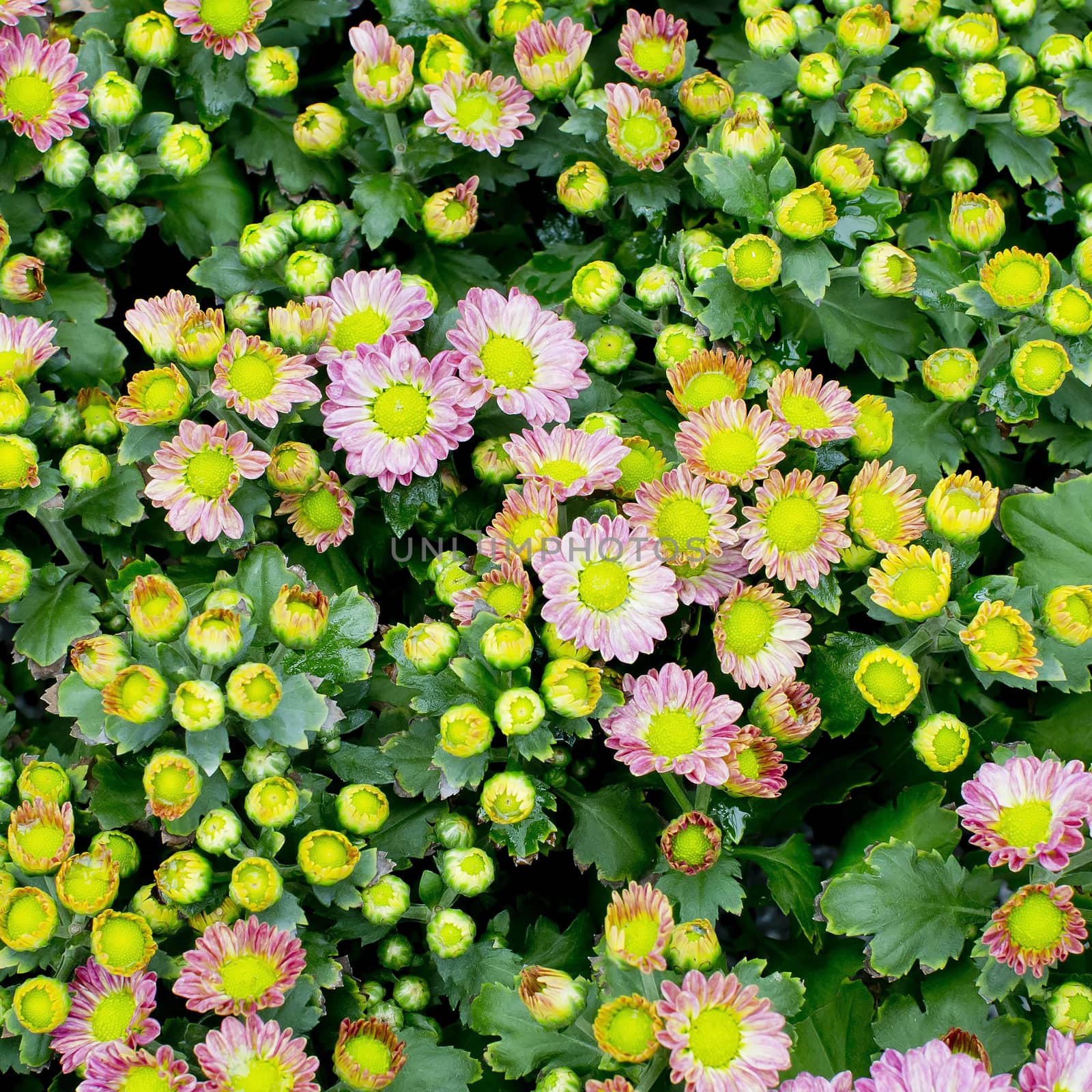 mini flower vintage style in garden - pink color of mini flowers