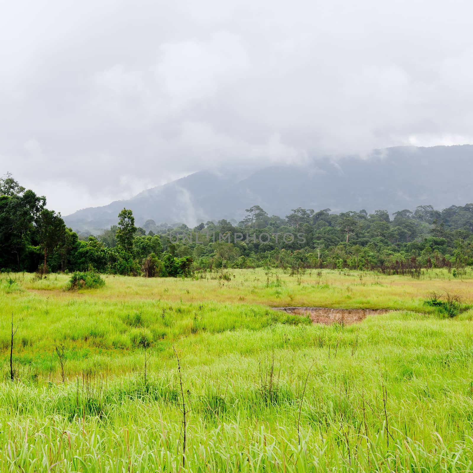 sparse forest by art9858