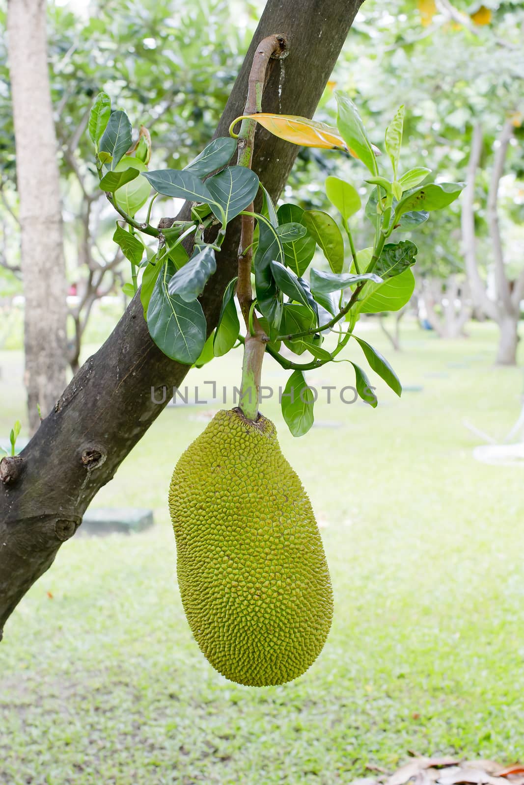 Jackfruit