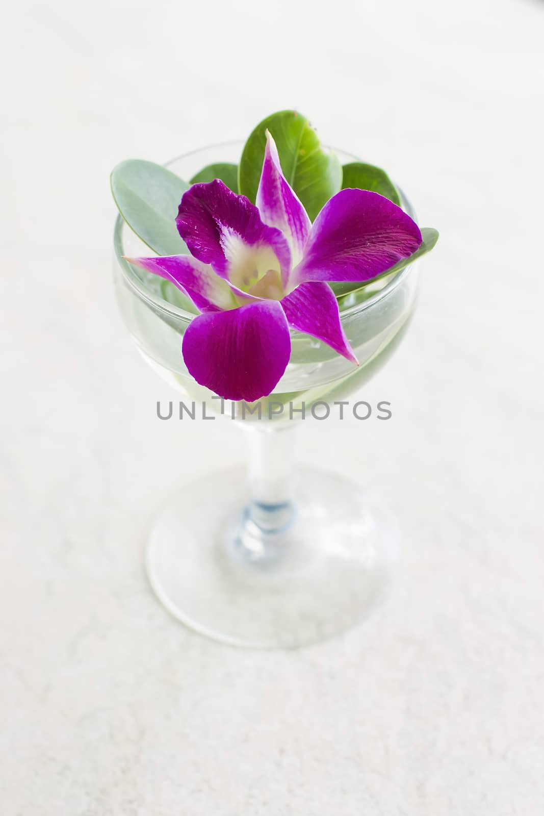 Orchid flower isolated on white background