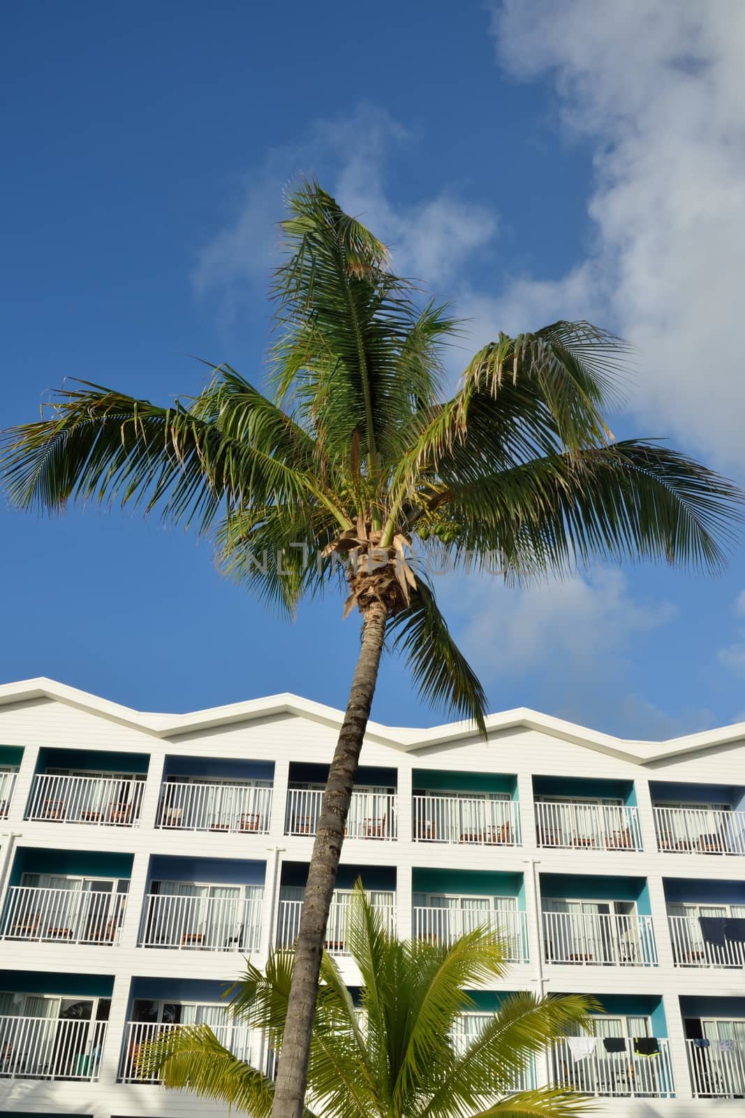 Caribbean hotel with coconut tree in foreground