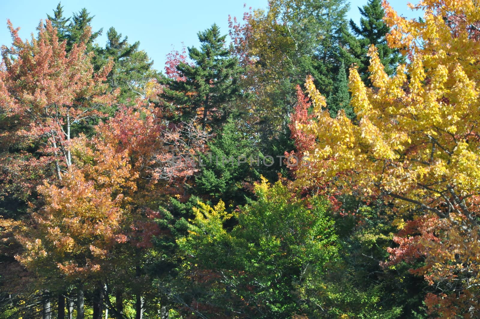 Fall Colors at the White Mountain National Forest in New Hampshire