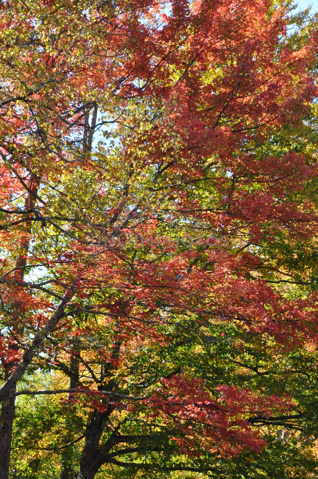 Fall Colors at the White Mountain National Forest in New Hampshire by sainaniritu