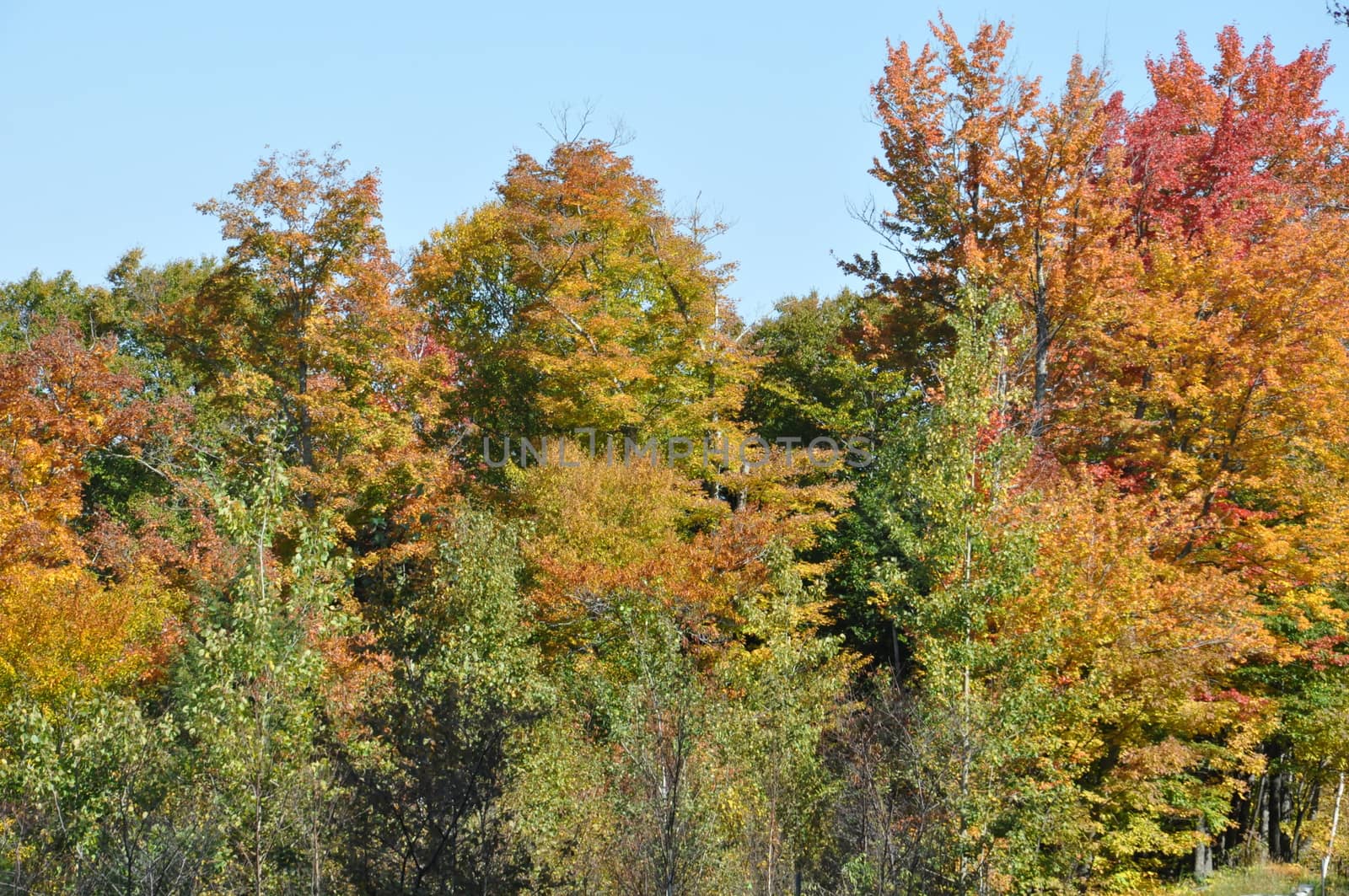 Fall Colors at the White Mountain National Forest in New Hampshire by sainaniritu