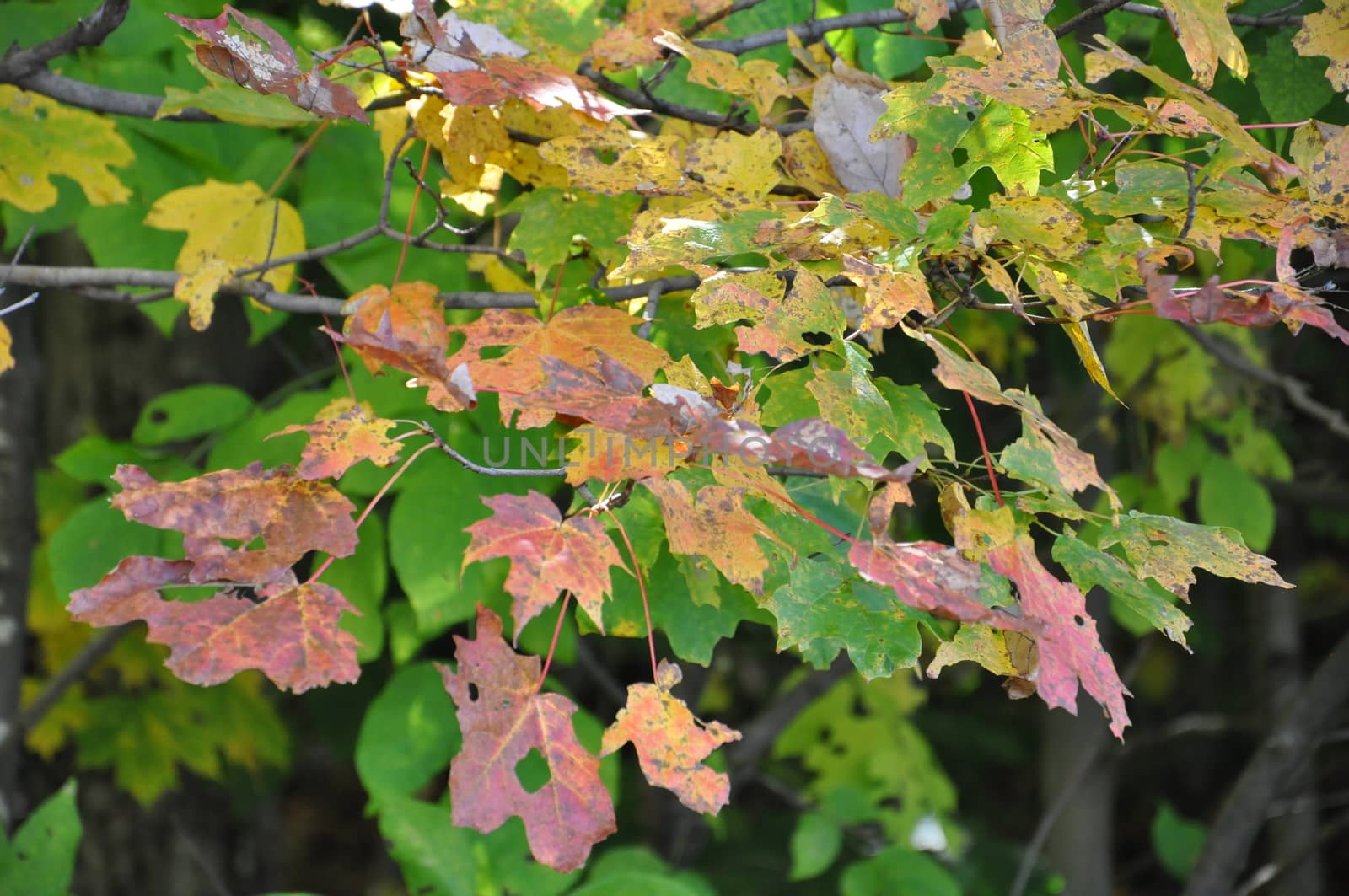 Fall Colors at the White Mountain National Forest in New Hampshire by sainaniritu