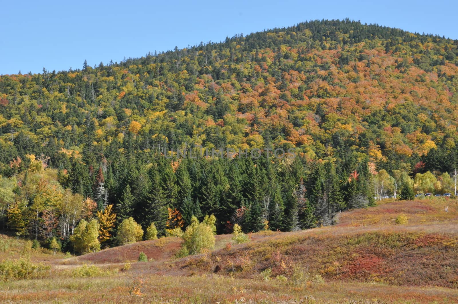 Fall Colors at the White Mountain National Forest in New Hampshire by sainaniritu