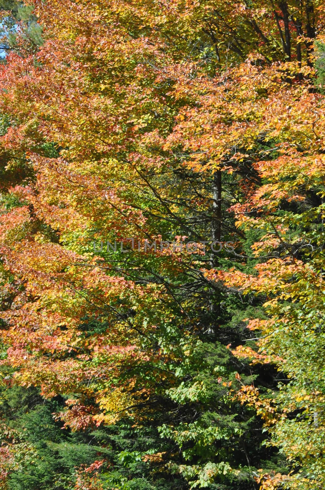 Fall Colors at the White Mountain National Forest in New Hampshire by sainaniritu