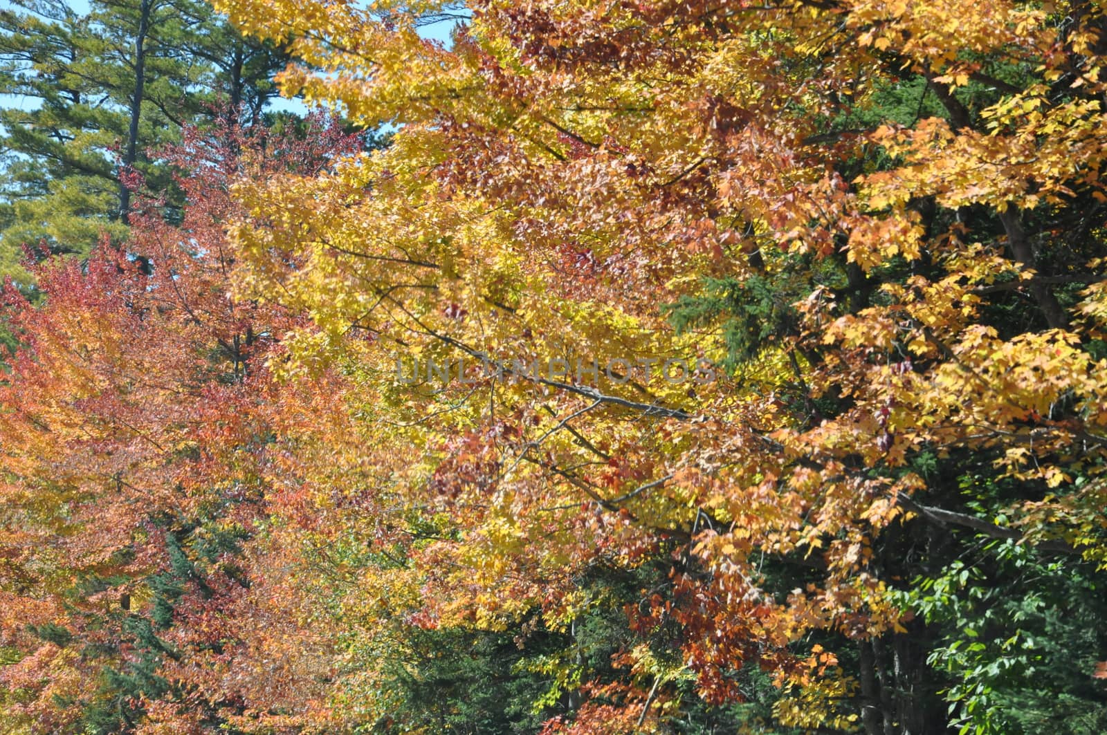 Fall Colors at the White Mountain National Forest in New Hampshire