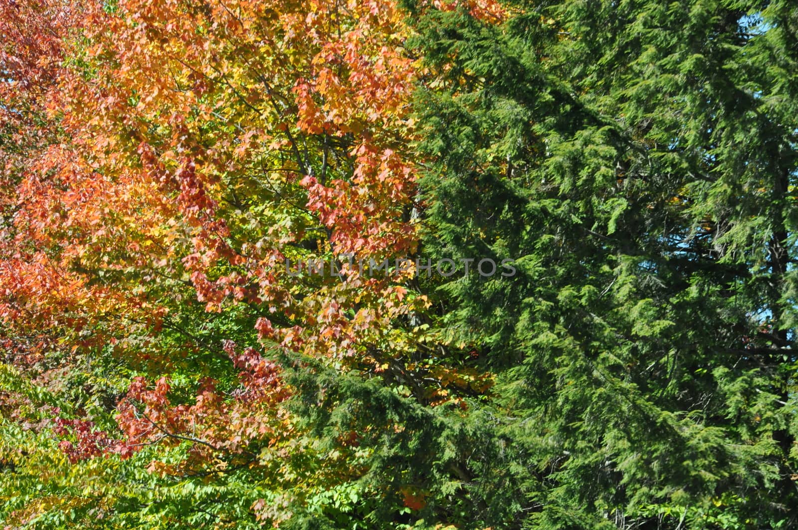 Fall Colors at the White Mountain National Forest in New Hampshire by sainaniritu