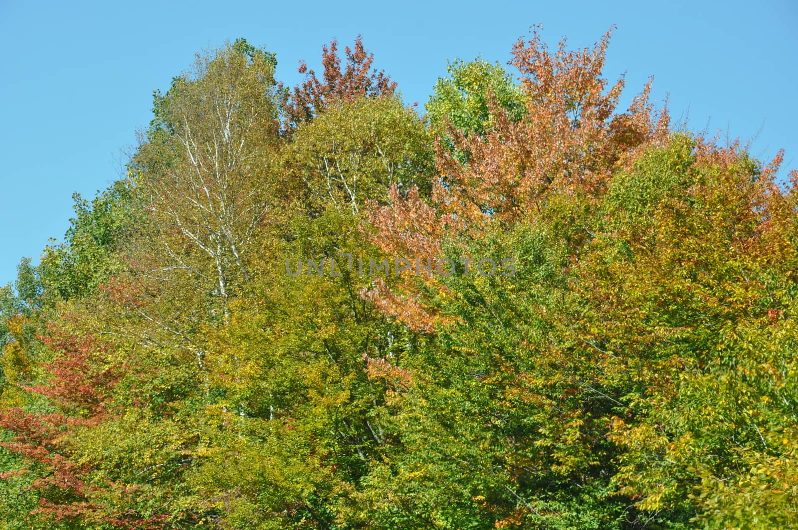 Fall Colors at the White Mountain National Forest in New Hampshire