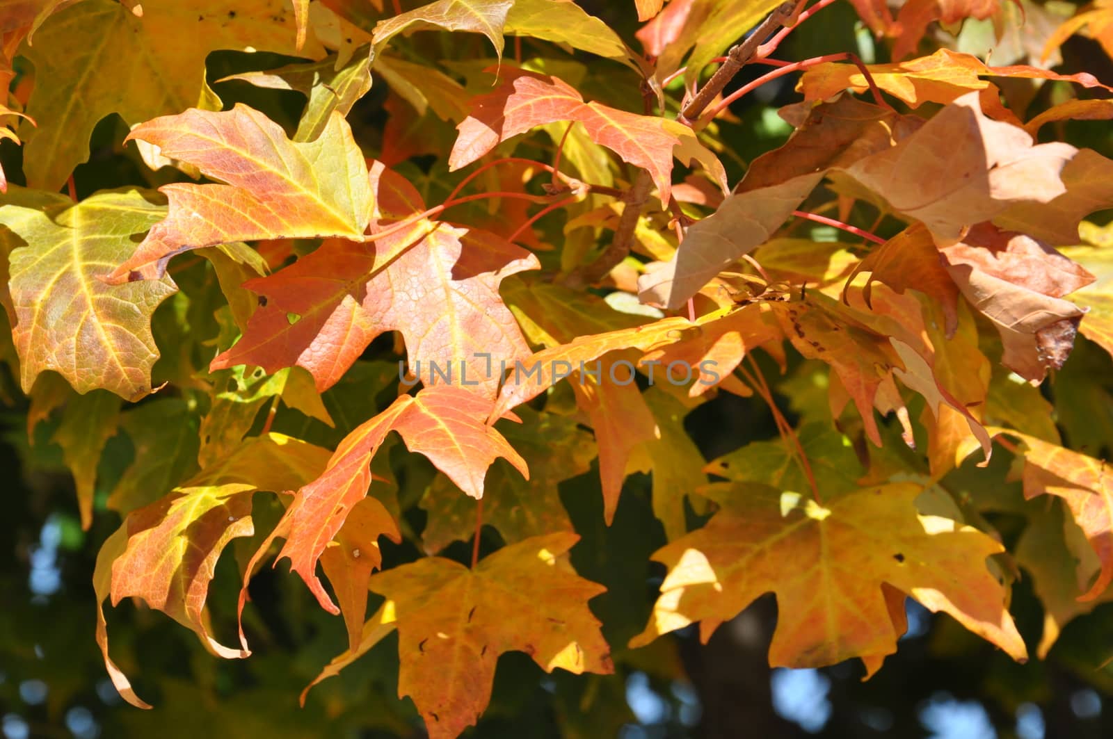 Fall Colors at the White Mountain National Forest in New Hampshire