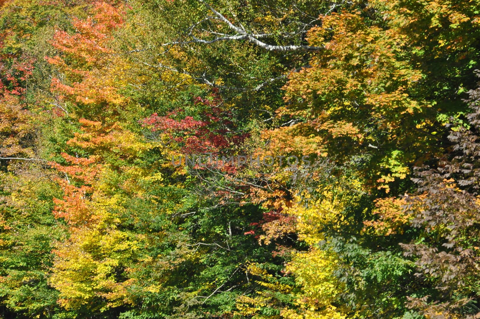 Fall Colors at the White Mountain National Forest in New Hampshire by sainaniritu