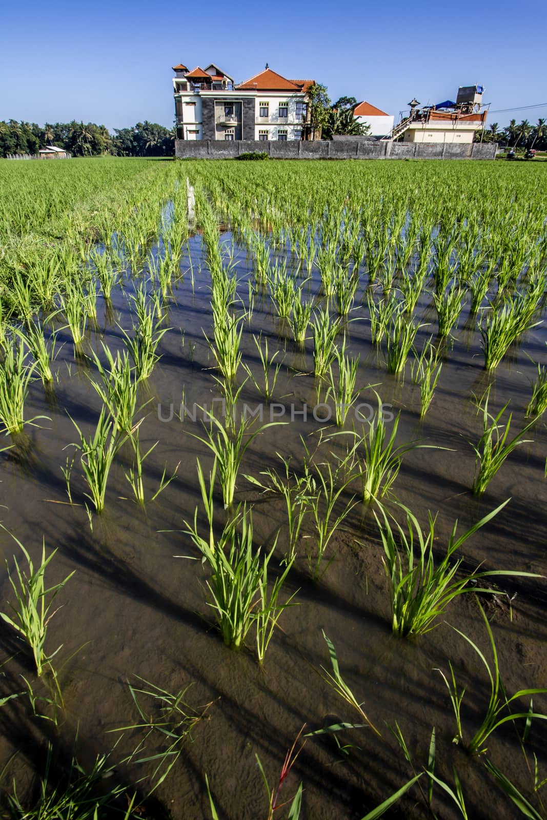 Rice Planting in Bali island, Indonesia.