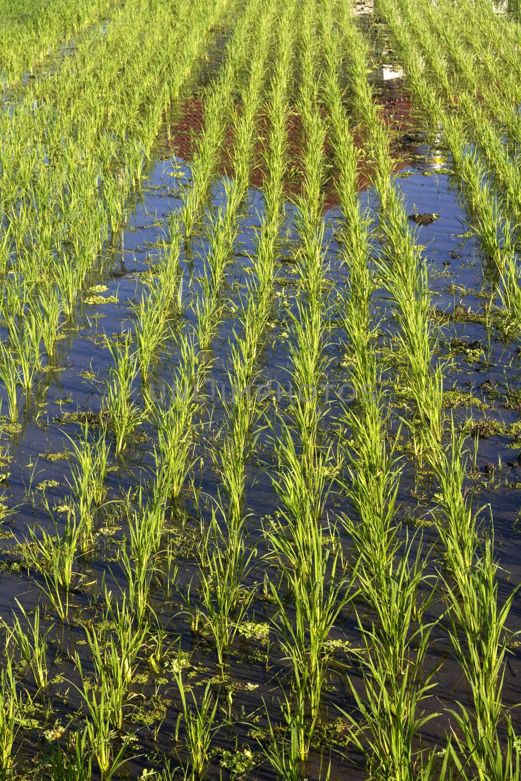 Rice Planting in Bali island, Indonesia.